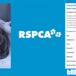 RSPCA Adopt a Pet Kitten, Cat, Puppy or Dog