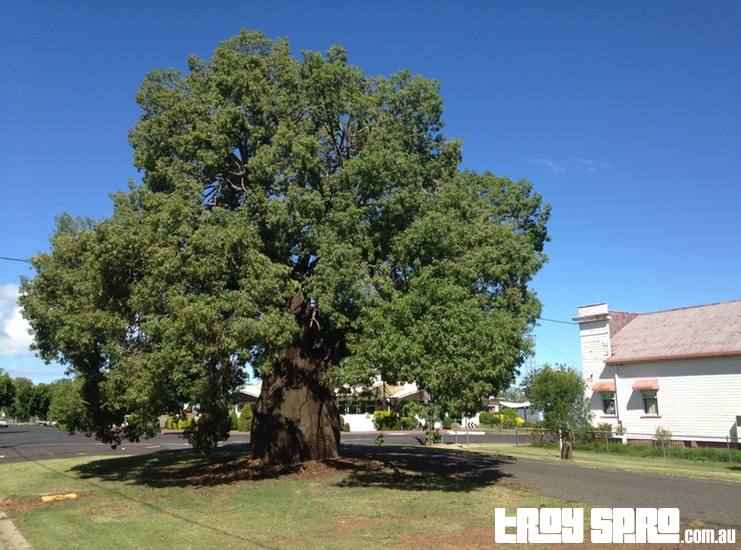 Large old Bottle Tree in Jandowae accross from Queensland National Bank Building