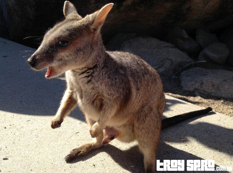 Rock Wallabie with Baby Joey in Pouch Magnetic Island Townsville