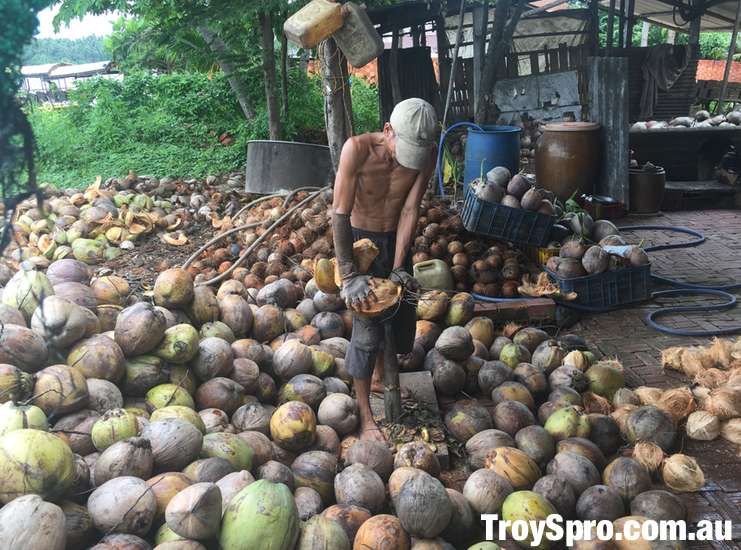 Coconut Processing Factory Mekong Delta Tour Ben Tre Vietnam